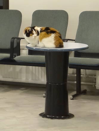 Terminalkatze `Astridwartet noch auf Passagiere ...