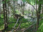 In den Urwald und Pilze sammeln ...