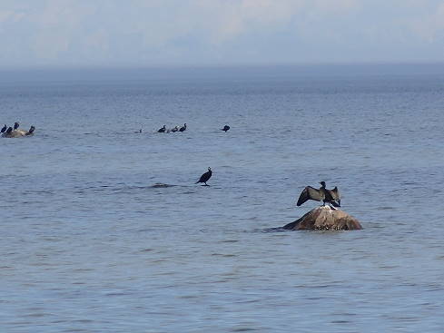 Auch hier mssen sich einige erst noch trocknen ...