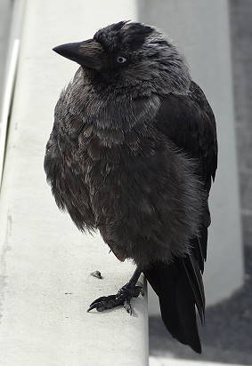 Immerhin: Nette Gesellschaft gibts auf dem Parkplatz ...