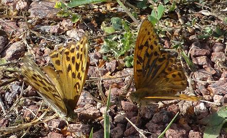 Auch hier gibts `Ureinwanderer ...