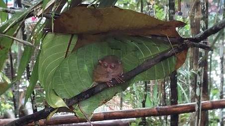 Koboldmaki Koboldmaki