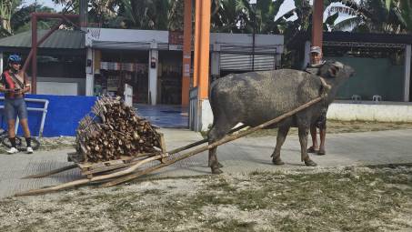 Wasserbüffel Wasserbüffel