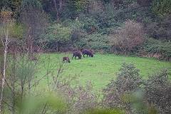 Wild lebende Wiesente ... Wild lebende Wiesente ...