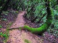 Sntelbuchen, die waagerecht am Boden  wachsen ...