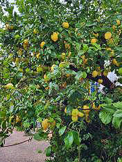 Ergiebiger Zitronenbaum
