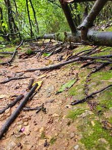 Naturbelassener Wald ...