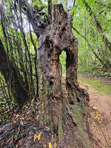 Zum Teil 200 Jahre alte Gewchse ...