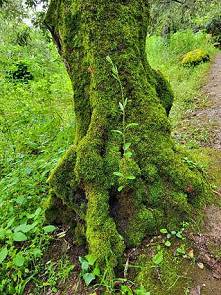 ... im mittelalterlichen Garten ...