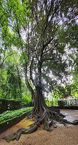 Beeindruckenden Baum ...