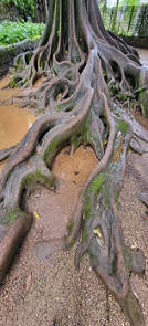 Diese Wurzeln nehmen den Besucher in ihren Bann ...