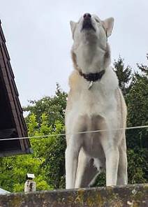 Freut sich �ber Besuch: Hund Arko ...