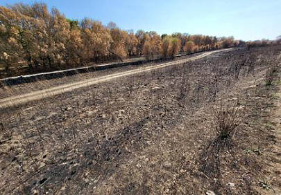 Wenigstens die B�ume konnten gerettet werden ...