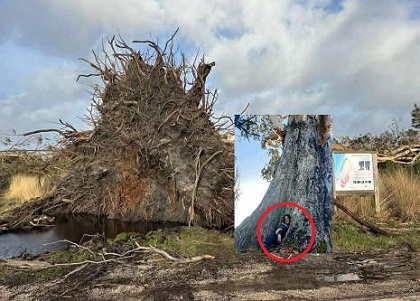 Einstiger Sitzplatz: Alter Eukalyptusbaum