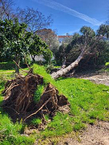 Die B�ume haben sich neu sortiert ...