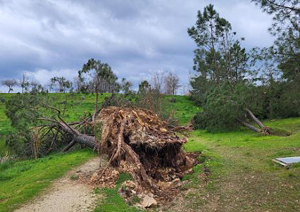 Orkanspuren auch in Castelo Branco ...