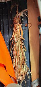 Eine portugiesische Fee ..?