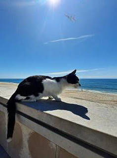 Sonnenbad am Strand von Praia da Vieira ...