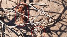 Winziger Rest eines Fischernetzes