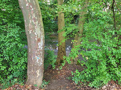 Waldweg zum Monument ...