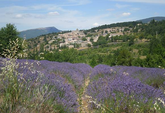Reise durch malerische Landschaften: Aurel Lavendel, Provence ...