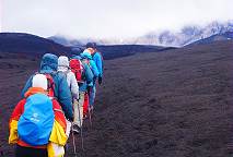 Durch eine Welt ohne Pflanzen ...