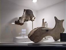 Schädelreste der Stellerschen Seekuh Schädelreste der Stellerschen Seekuh