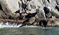 Seelwen und Seeelefanten tummeln sich auf Felsbrocken ...