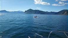 Schwertwale in Sicht!