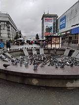 Taubenplage unübersehbar ... Taubenplage unübersehbar ...