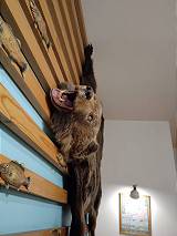 Kneipe mit auffälliger Deko ... Kneipe mit auffälliger Deko ...