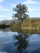 Naturpark Hutovo Blato (Bild: Wiikipedia)