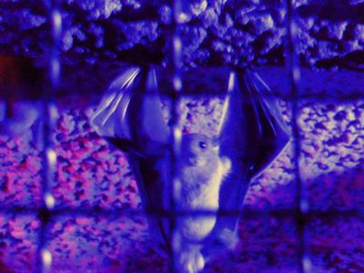 Flughunde sehen dich an ...