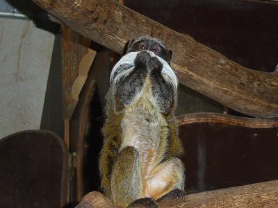 ... ein Kaiserschnurrbarttamarin und balzende Maribus ...