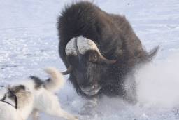 Grönland: Angriff Moschusochse Grönland: Angriff Moschusochse