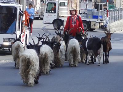 Die Ziegen kommen! Die Ziegen kommen!