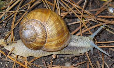 Vllig unisoliertes mobiles Haus und doch nicht falsch (Bild: Wikipedia)