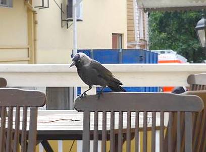 Erste Vogelbeobachtung: Enttuschte lngst futterzahme Dohle ...