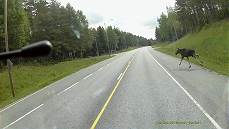 ... entpuppt sich im Heranfahren als junger Elch ...