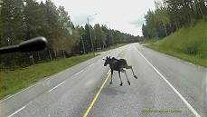 ... der nur wegen starkem Bremsen heil davonkommt ...