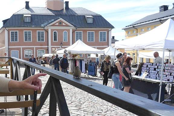 Passer domestikus: Der Haussperling, bzw. die Spatzendame ...