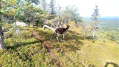 Durch Gepltscher animiert ..?