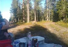 Unterwegs bei den Rentieren ...