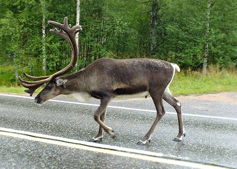 Rudolph, das Rentier ..?