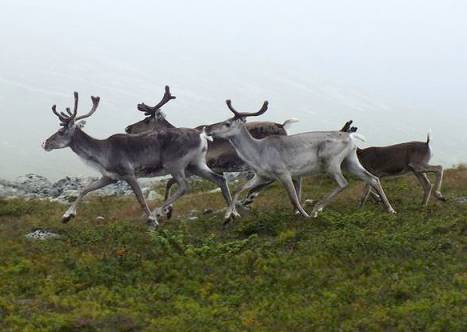 Stndige Begleiter unterwegs ...