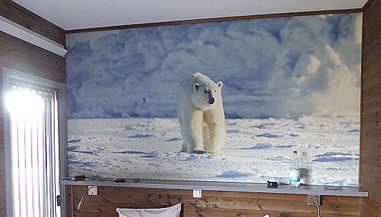 Ungefährlich: Wandeisbär im Hotelzimmer ... Ungefährlich: Wandeisbär im Hotelzimmer ...