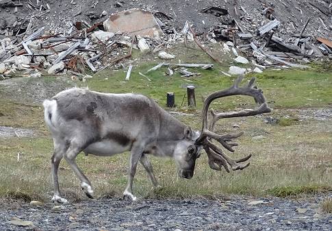 ... und Rentier in Trmmerlandschaft