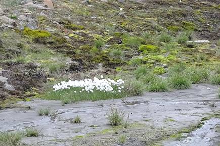 Sumpf-Vegetation ...