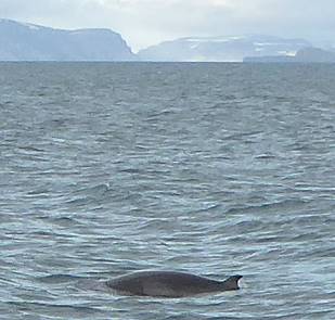 Zwergwal gesichtet
