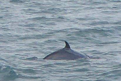 Will er mit uns spielen?